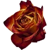 Стикер 13 Flowers