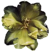 Стикер 28 Flowers