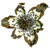 Стикер 35 Flowers