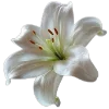 Стикер 39 Flowers