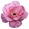 Стикер 55 Flowers