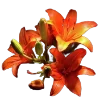 Стикер 21 Flowers