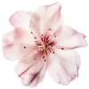 Стикер 15 Flowers