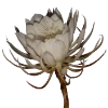 Стикер 23 Flowers