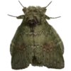 Обложка набора Moths