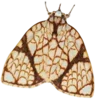 Стикер 2 Moths