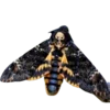 Стикер 30 Moths
