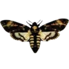 Стикер 23 Moths