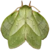 Стикер 8 Moths