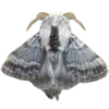 Стикер 39 Moths
