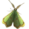 Стикер 19 Moths