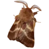 Стикер 25 Moths