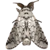 Стикер 31 Moths