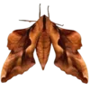 Стикер 12 Moths