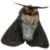Стикер 42 Moths