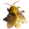Стикер 17 Moths