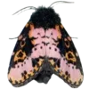 Стикер 47 Moths