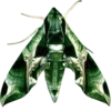 Стикер 35 Moths