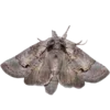 Стикер 32 Moths