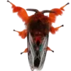 Стикер 38 Moths