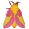 Стикер 45 Moths