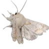Стикер 36 Moths