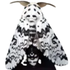 Стикер 11 Moths