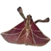 Стикер 41 Moths