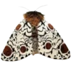 Стикер 24 Moths