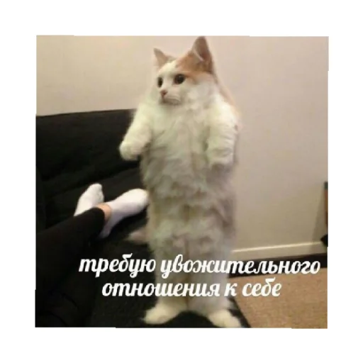 🥺 Стикер «For every occasion 4» для Telegram