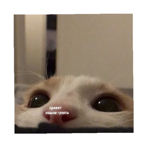 👀 Стикер «For every occasion 4» для Telegram