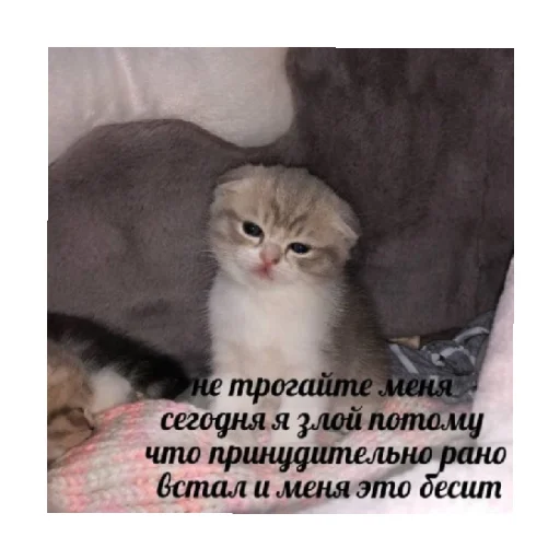 😩 Стикер «For every occasion 4» для Telegram