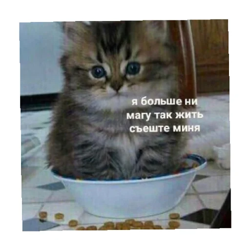 🥺 Стикер «For every occasion 4» для Telegram