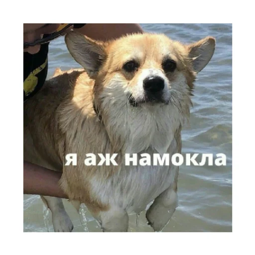 💦 Стикер «For every occasion 4» для Telegram