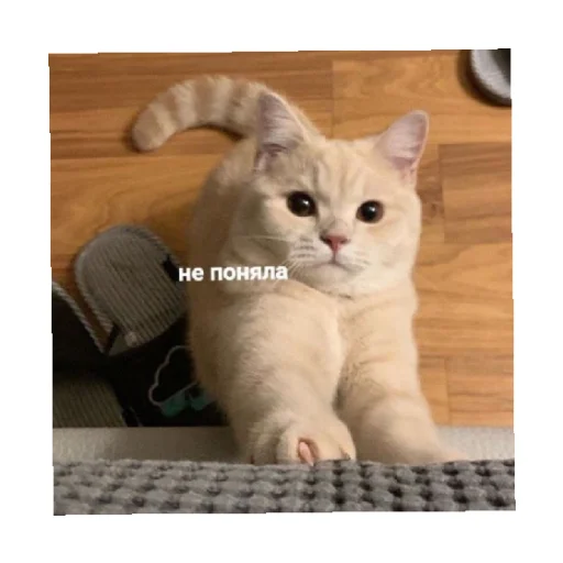 🤨 Стикер «For every occasion 4» для Telegram