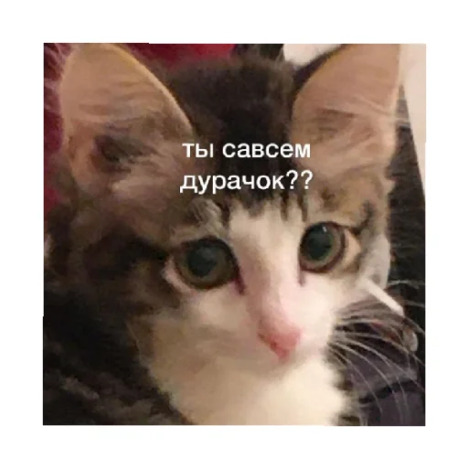 🗿 Стикер «For every occasion 4» для Telegram