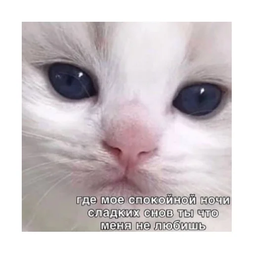 🤨 Стикер «For every occasion 4» для Telegram