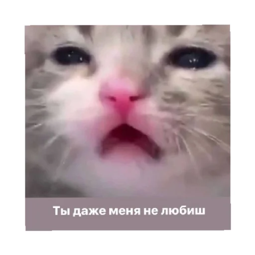 😭 Стикер «For every occasion 4» для Telegram