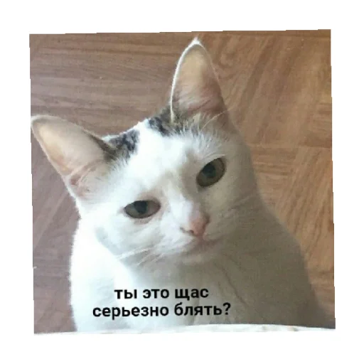 🗿 Стикер «For every occasion 4» для Telegram