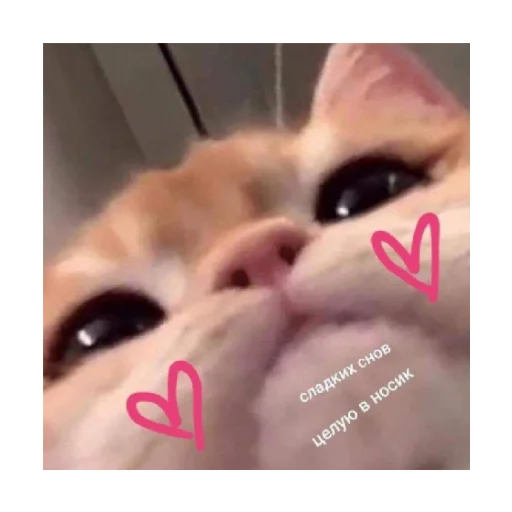 😘 Стикер «For every occasion 4» для Telegram