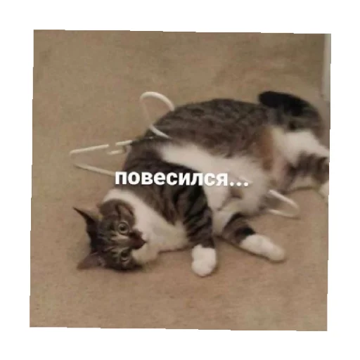 😵 Стикер «For every occasion 4» для Telegram