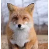 Стикер 9 Foxes