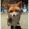 Стикер 22 Foxes