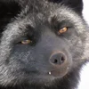 Стикер 34 Foxes