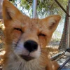Стикер 48 Foxes