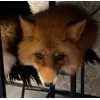 Стикер 24 Foxes