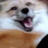 Стикер 33 Foxes