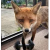 Стикер 42 Foxes