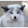 Стикер 40 Foxes
