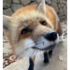 Стикер 3 Foxes
